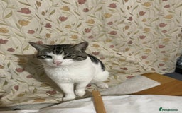 Mixed Breed cats for adoption: Missy is looking for an owner that loves her asap  - Image 1