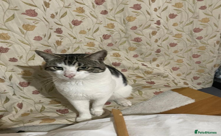 Mixed Breed cats - Advert 2
