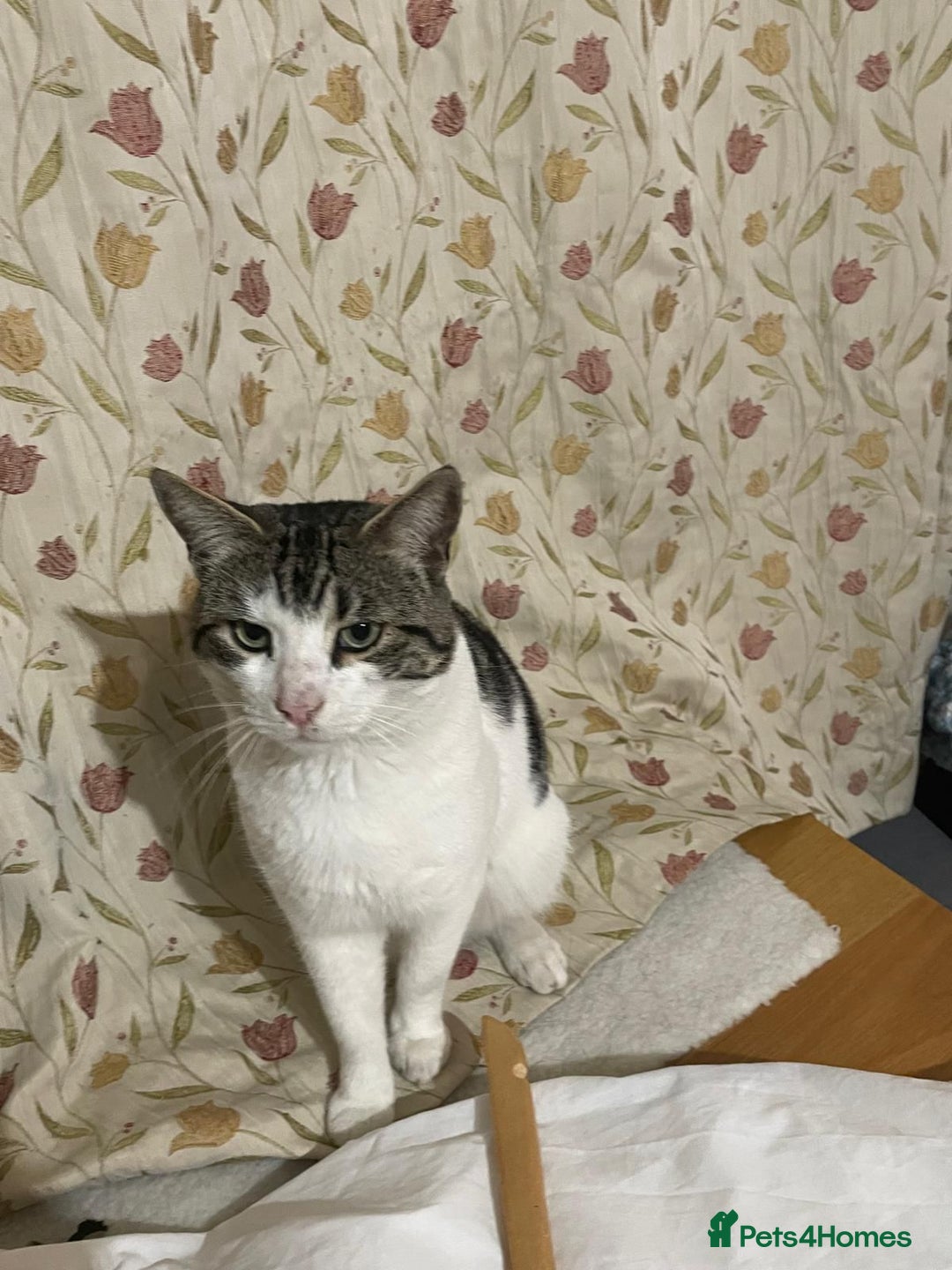 Mixed Breed cats for adoption: Missy is looking for an owner that loves her asap  - Image 1