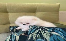 Pomeranian dogs for sale: Quality Pom puppies from Five Star Breeder  - Image 22