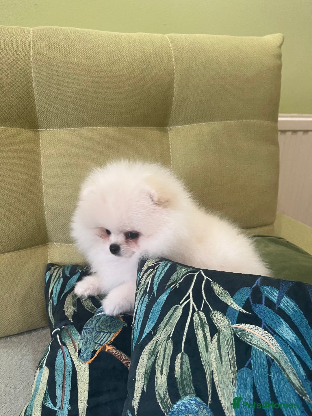 Pomeranian dogs for sale: Quality Pom puppies from Five Star Breeder  - Image 22