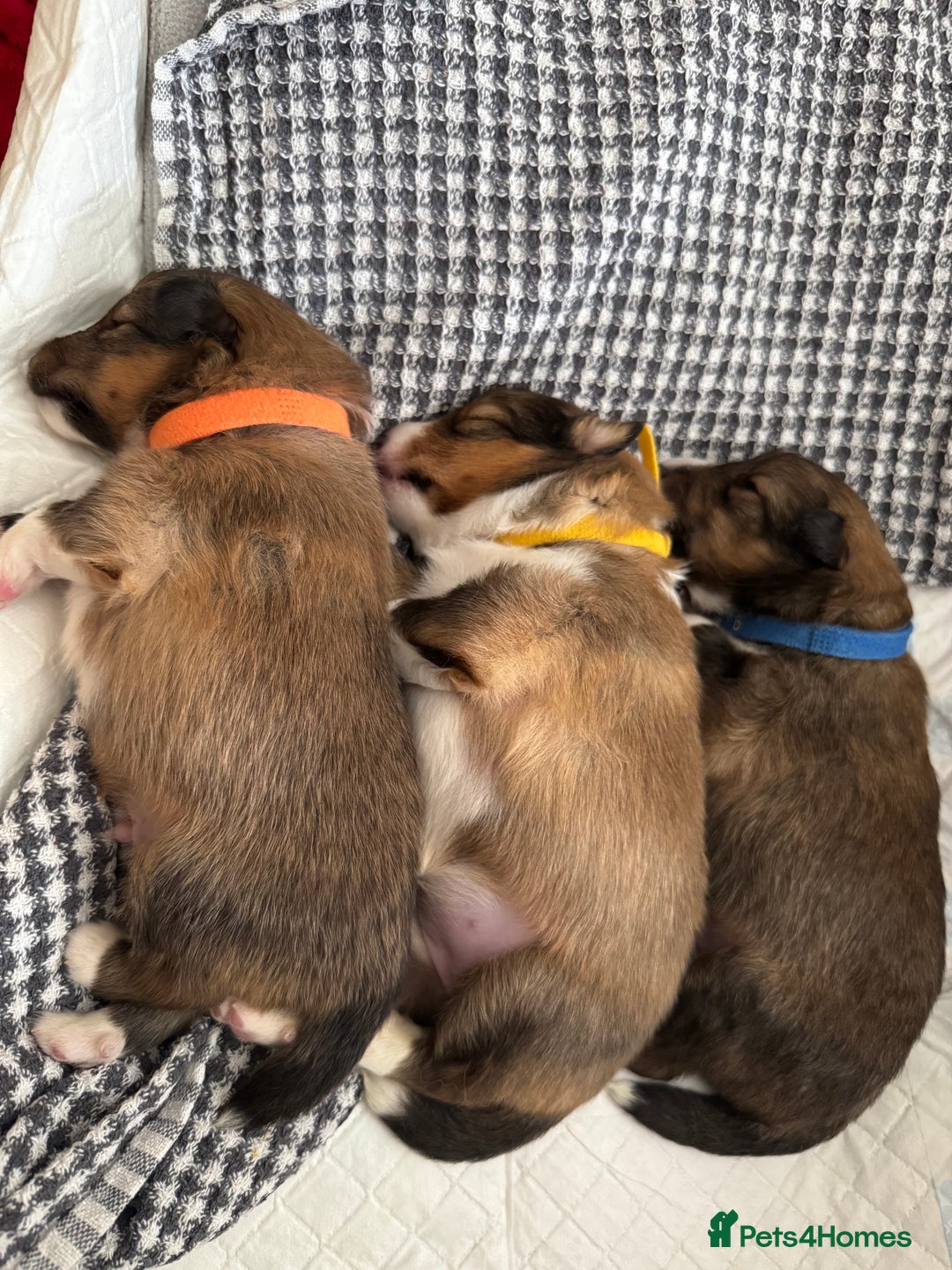 Shetland Sheepdog dogs for sale: Purebred Shetland Sheepdog Puppies - Image 3