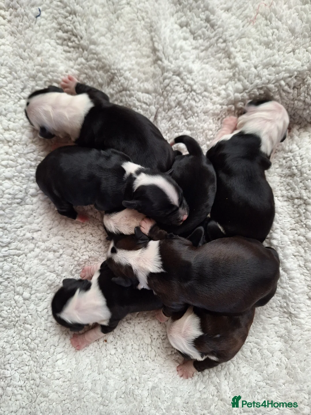 Tibetan Terrier dogs for sale: Tibetan Terrier puppies  - Advert 1