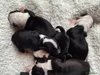 Tibetan Terrier dogs Tibetan Terrier puppies - Advert 11