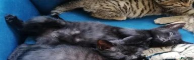 Mixed Breed 3
