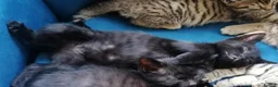 Mixed Breed cats for sale: 🐾 Gorgeous Tabby & Black Kittens – Ready Now! 🐾 - Advert 12