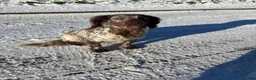Sprocker dogs for stud: ROAN SPROCKER FOR STUD - Advert 2