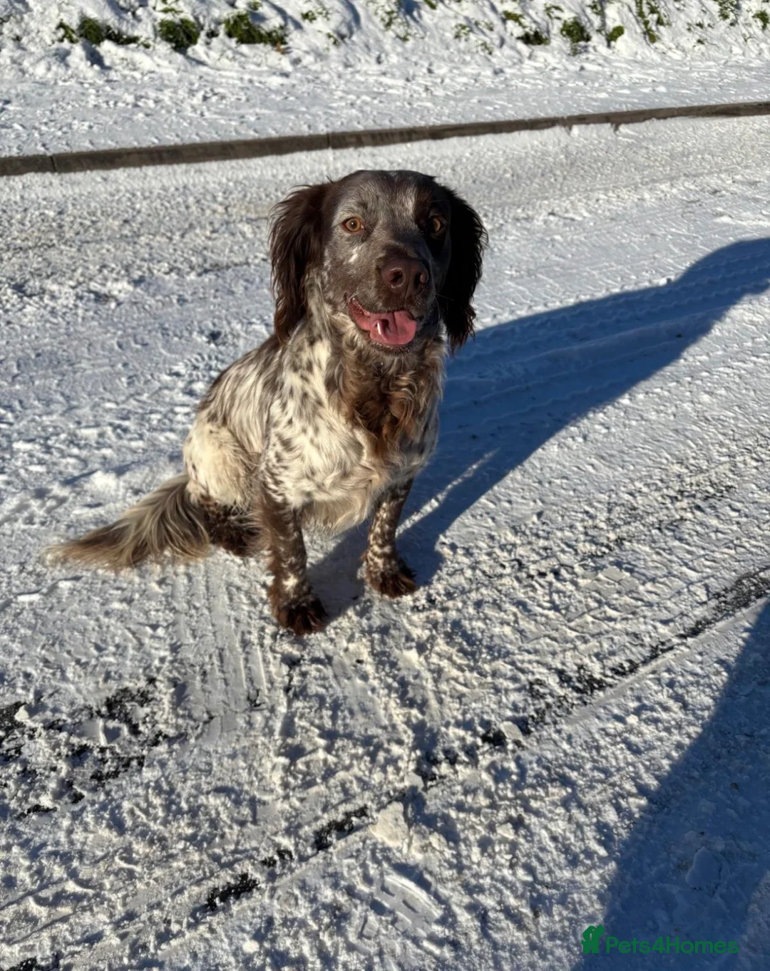 Sprocker dogs for stud: ROAN SPROCKER FOR STUD - Advert 2