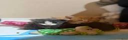 Mixed Breed cats for sale: 3 babies left! - Advert 5
