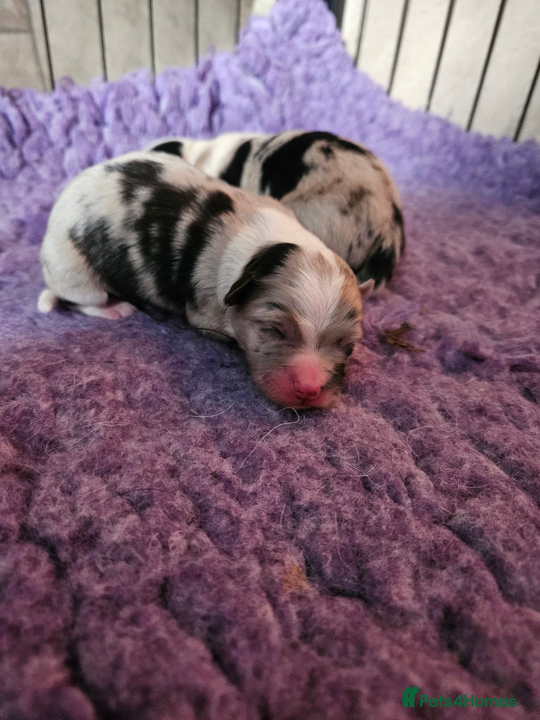 Mixed Breed dogs for sale: Border Chi Puppies Mini Collies!  - Image 4