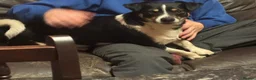Jack Russell dogs for sale: Four Charming Jack Russells Ready to Bring Joy - Advert 9