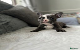 French Bulldog dogs for sale: French bulldog pups - Image 1