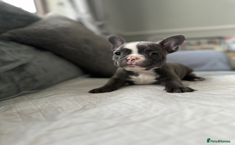 French Bulldog dogs - Advert 1