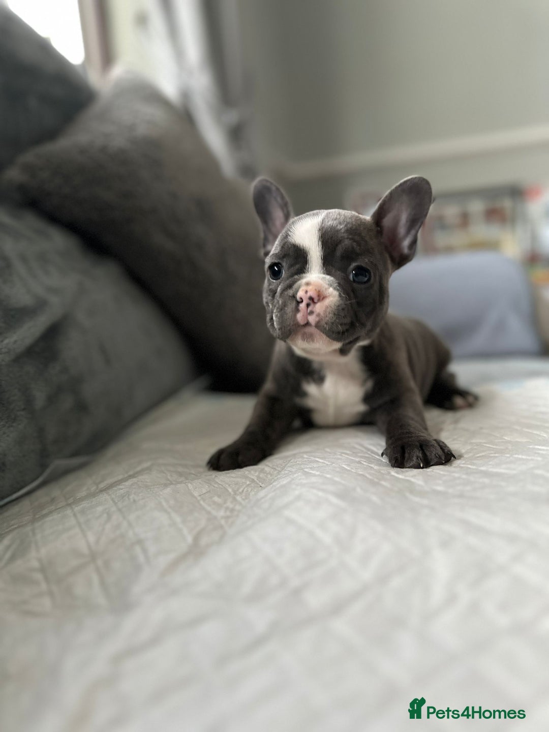 French Bulldog dogs for sale: French bulldog pups - Image 1