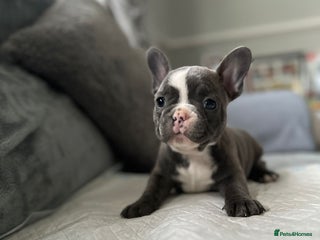 French Bulldog dogs - Advert 27