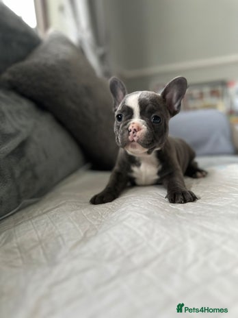 French Bulldog dogs - Advert 1