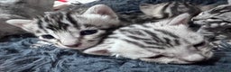 Bengal cats for sale: Ready mid March. Stunning TICA-registered Bengals  - Advert 17