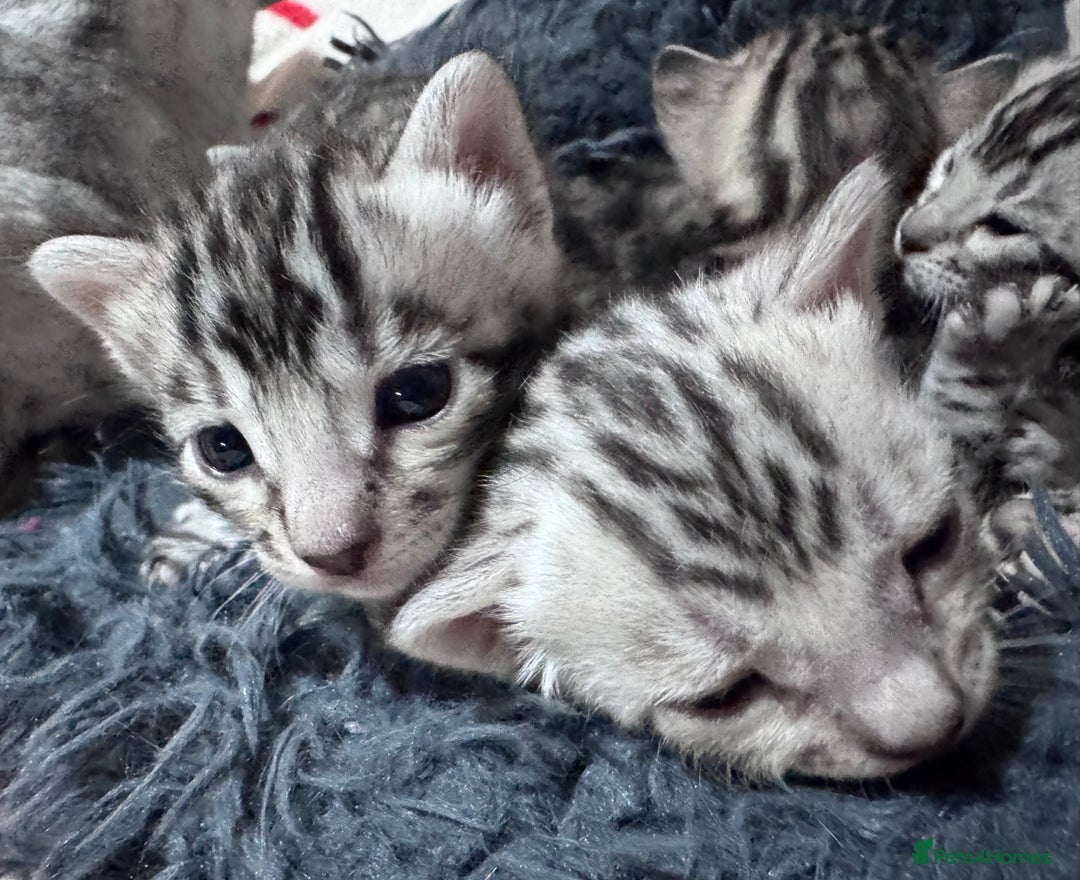Bengal cats for sale: Ready mid March. Stunning TICA-registered Bengals  - Advert 17