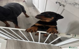 Rottweiler dogs for sale: Rotweiller male puppy - Image 5