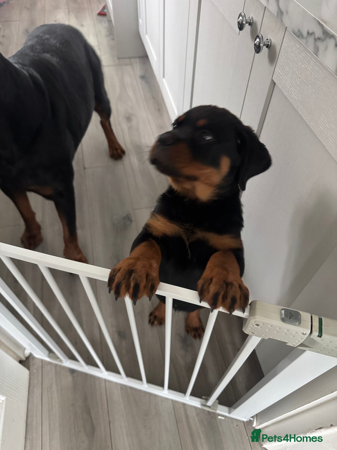 Rottweiler dogs for sale: Rotweiller male puppy - Image 5