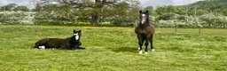 British Warmblood horses for sale: Stunning grey filly Chrysler Key  - Advert 4