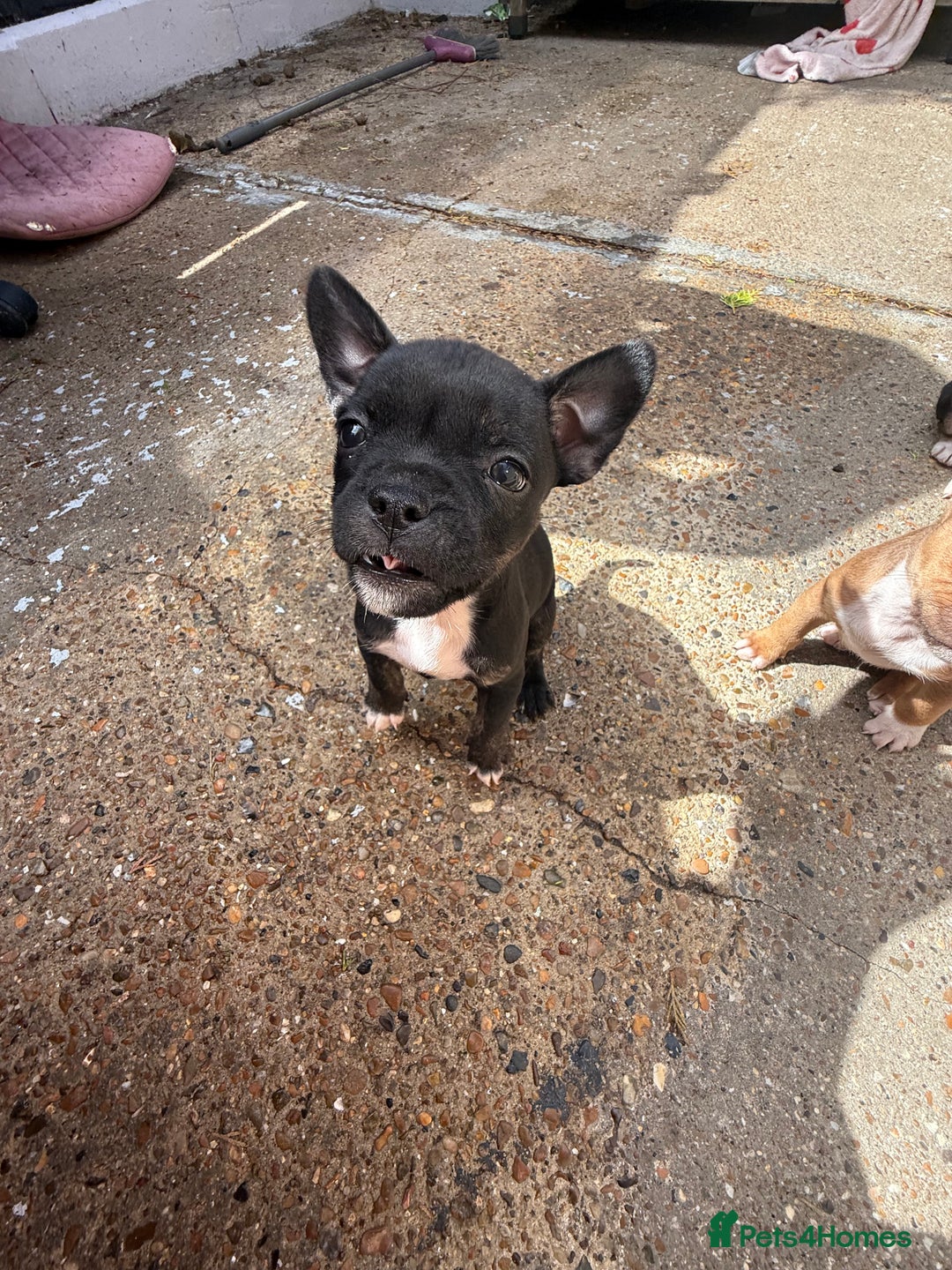 Mixed Breed dogs for sale: All sold  - Advert 4