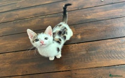 Bengal cats for sale: Begal X Turkish Van kitten  - Image 1