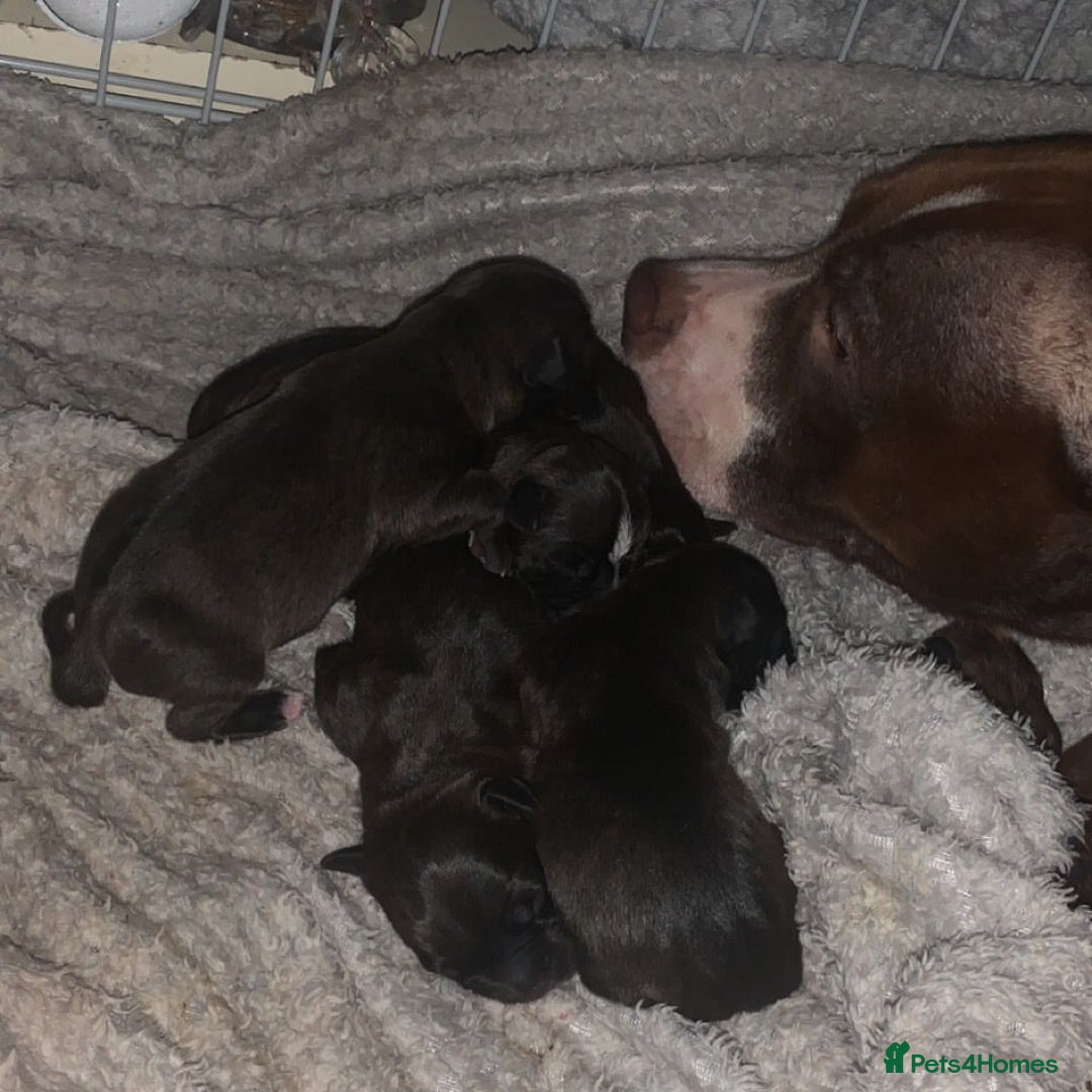 Staffordshire Bull Terrier dogs for stud: Stud for breeding in Ilkeston - Advert 18