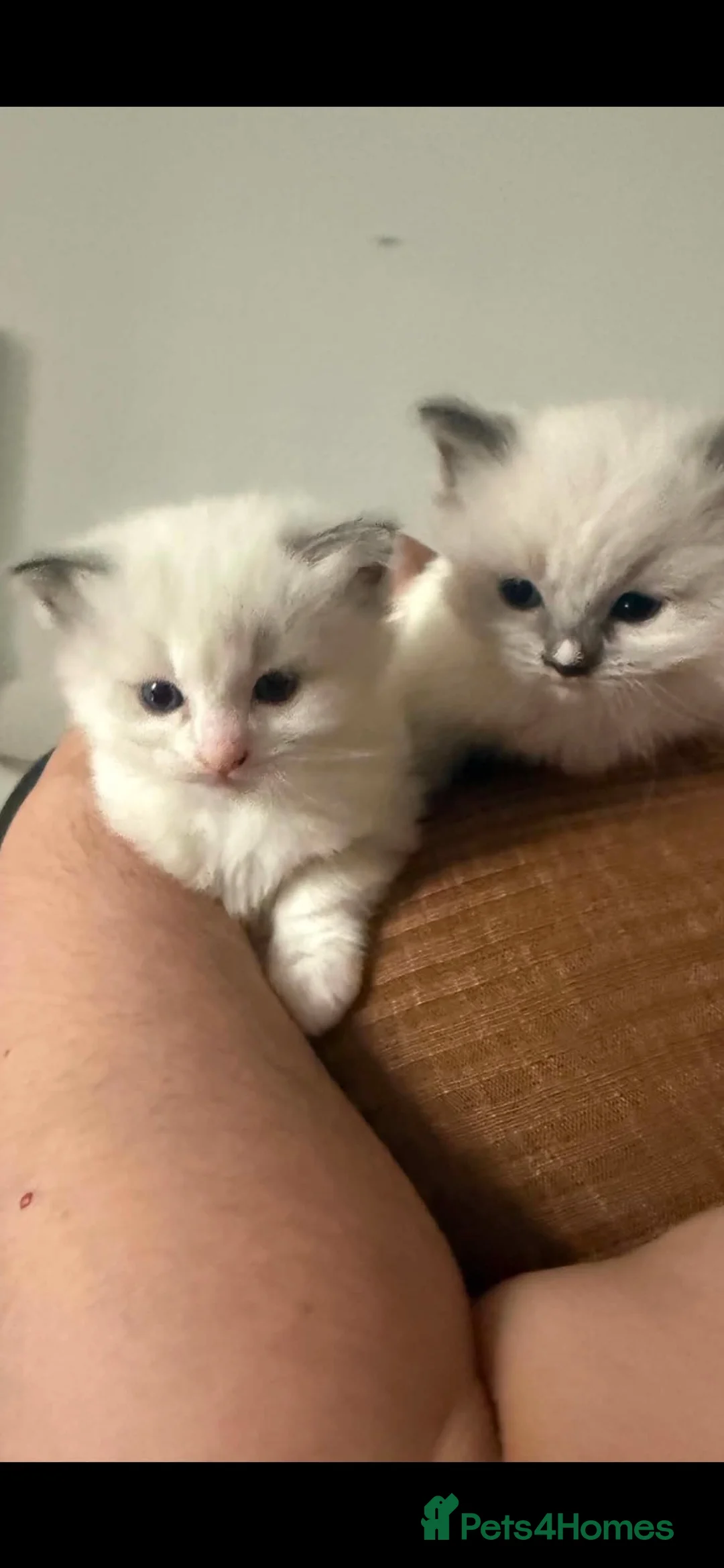 Ragdoll cats for sale: Ragdoll kittens  - Advert 4