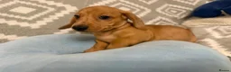 Miniature Dachshund dogs for sale: Beautiful Miniature Puppy Dachsung  - Advert 20