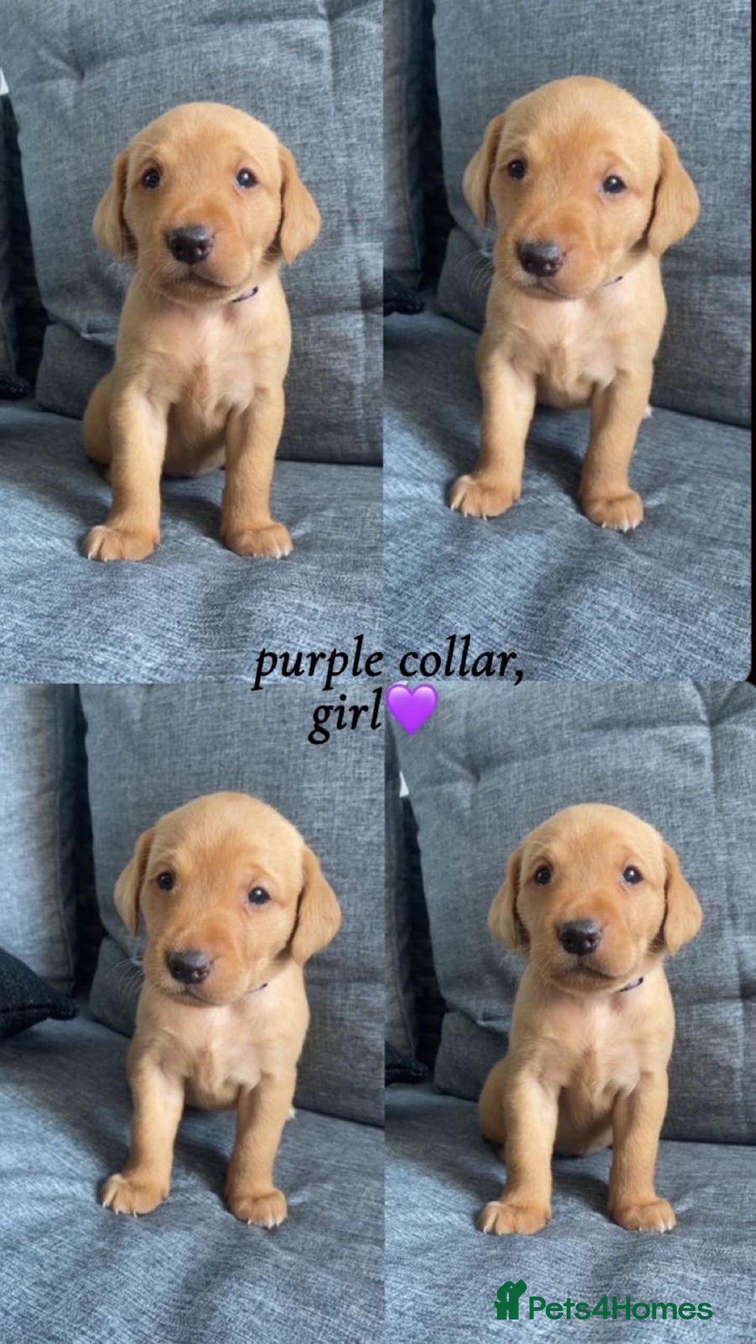 Labrador Retriever dogs for sale: Labrador Retriever Fox Red KC Registered  - Image 7