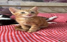 Mixed Breed cats for sale: Beautiful playful kittens - Image 1