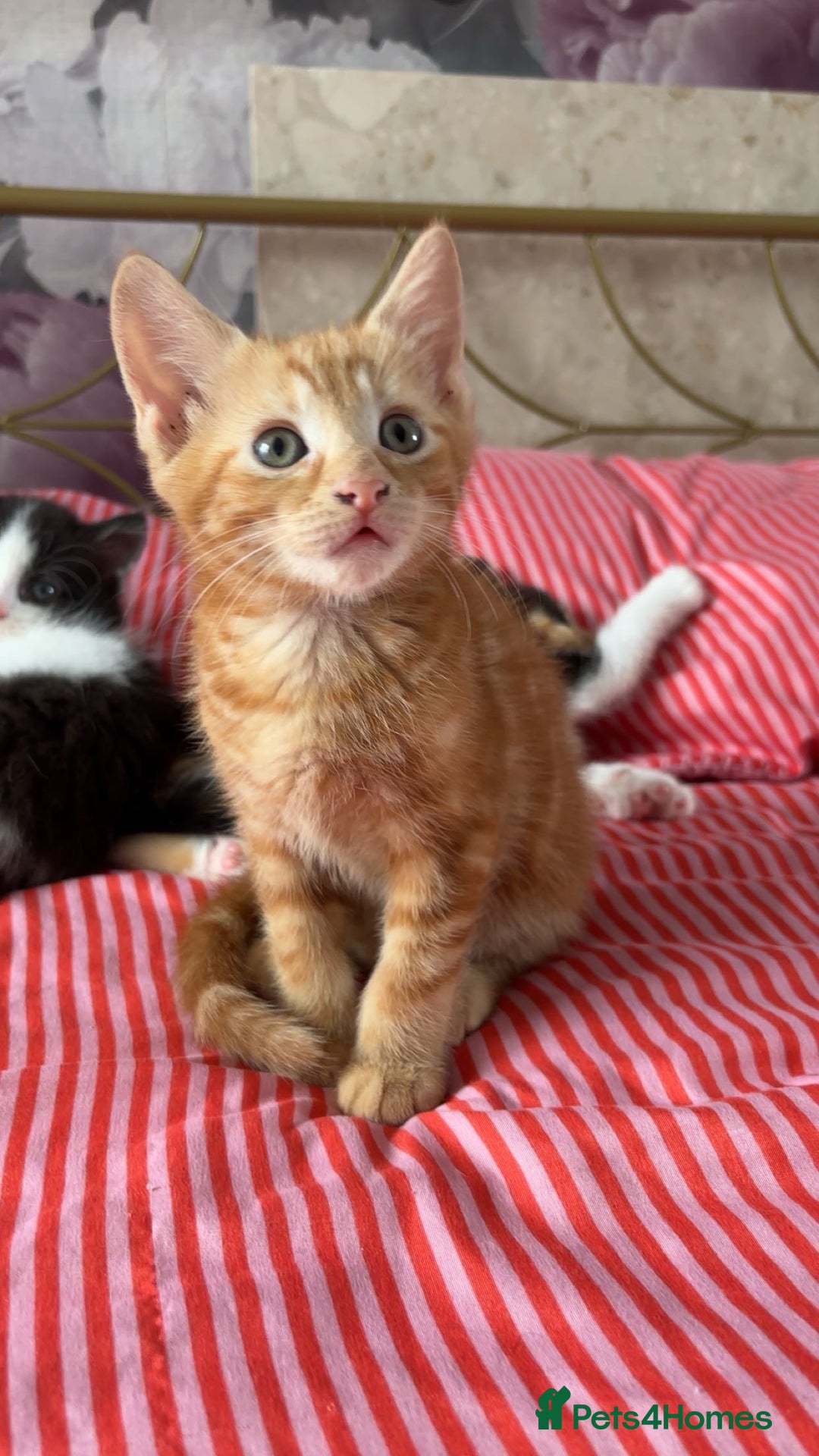 Mixed Breed cats for sale: Beautiful playful kittens - Image 1