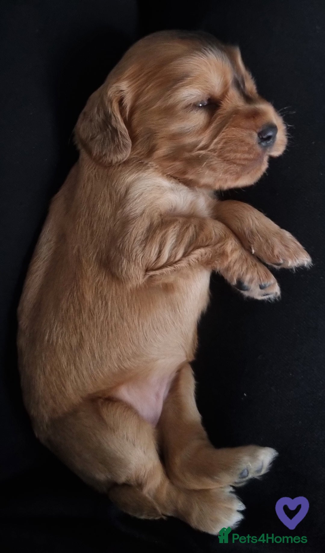 Cocker Spaniel dogs for sale: Charming English Show Cocker Spaniel Puppies  - Advert 35