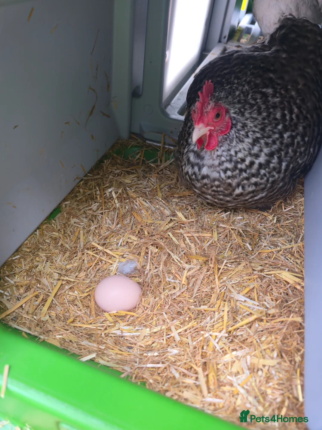 Chickens poultry for sale: Bantams, Silkies x seebright  - Advert 4