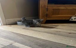 Maine Coon cats for sale: Chunky and fluffy Mainecoon kittens - Image 10