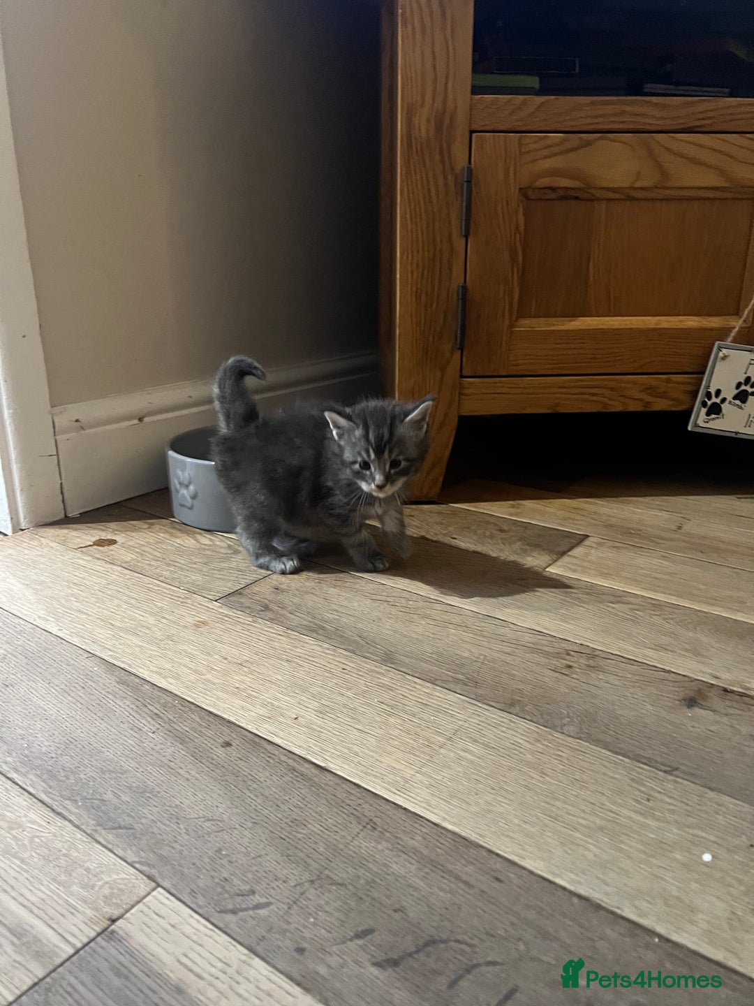 Maine Coon cats for sale: Chunky and fluffy Mainecoon kittens - Image 10