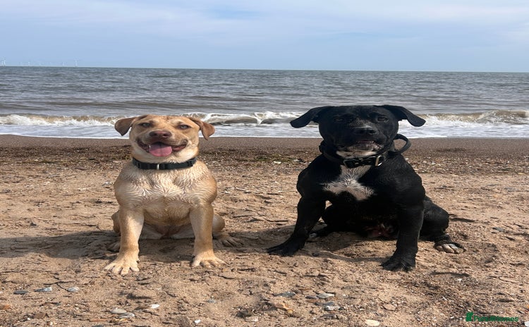 Mixed Breed dogs - Advert 4