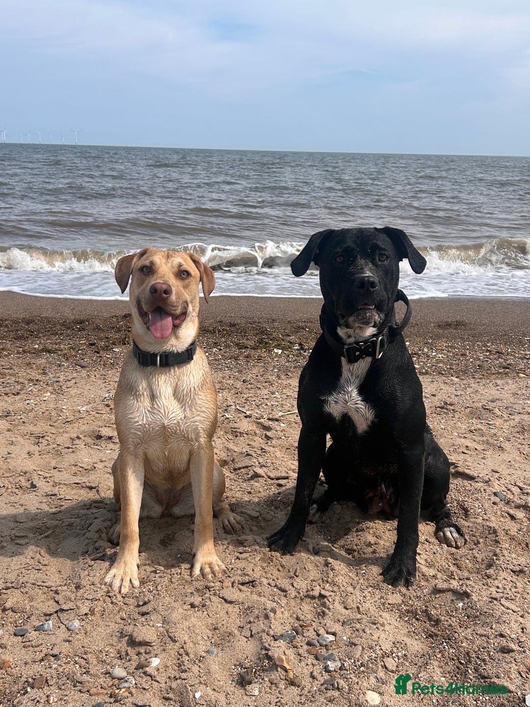 Mixed Breed dogs for sale: Shadow cane corso x labrador  - Image 1