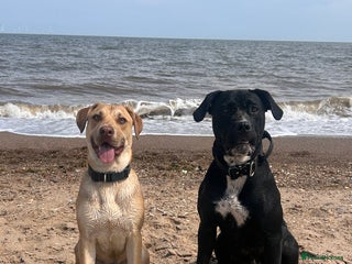 Mixed Breed dogs Shadow and hazel cane corso x labrador - Advert 2