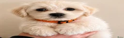 Mixed Breed dogs for sale: Last girl 🩷 coton de Tular x Maltese  - Advert 2
