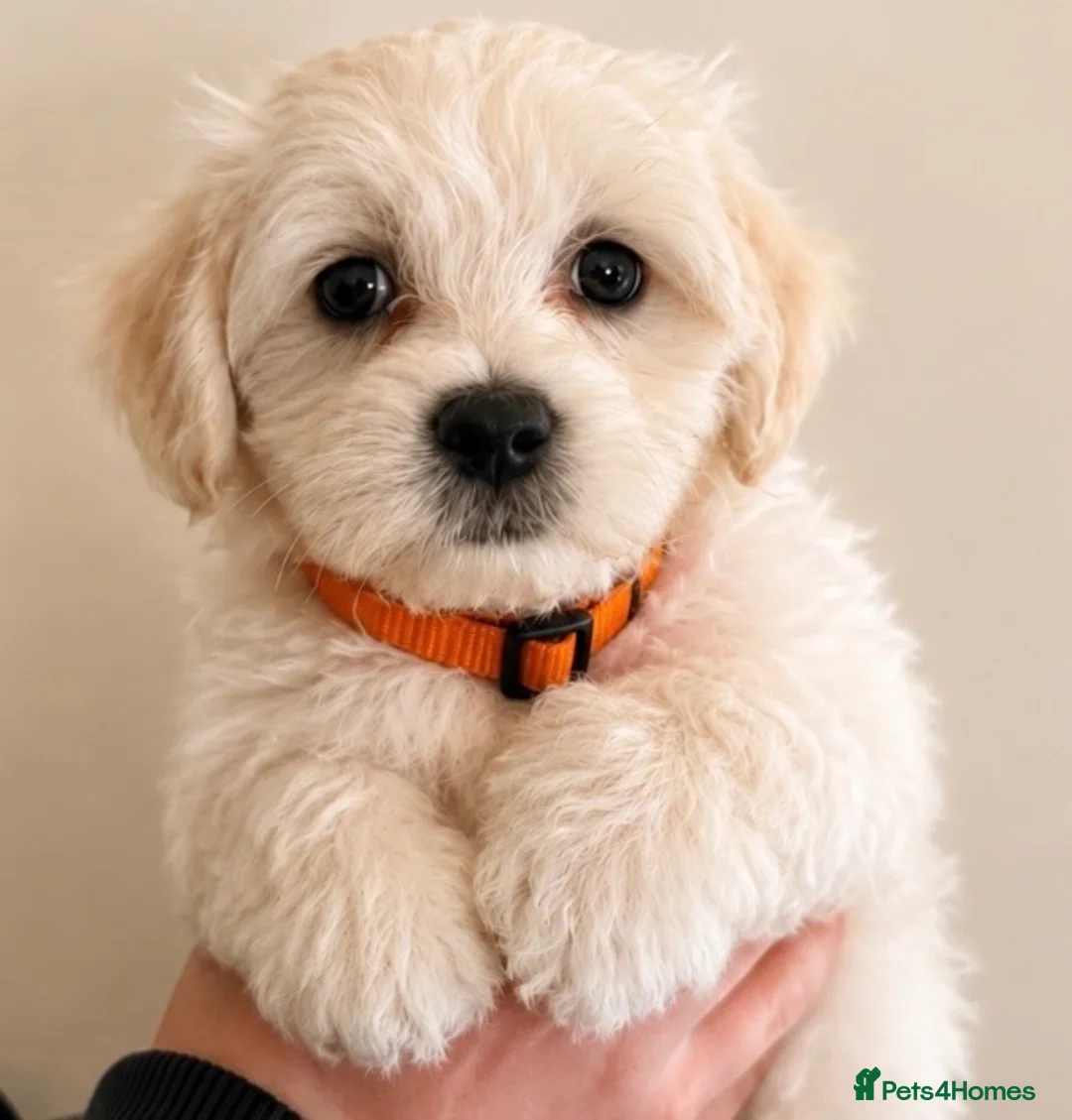 Mixed Breed dogs for sale: Last girl 🩷 coton de Tular x Maltese  - Advert 2