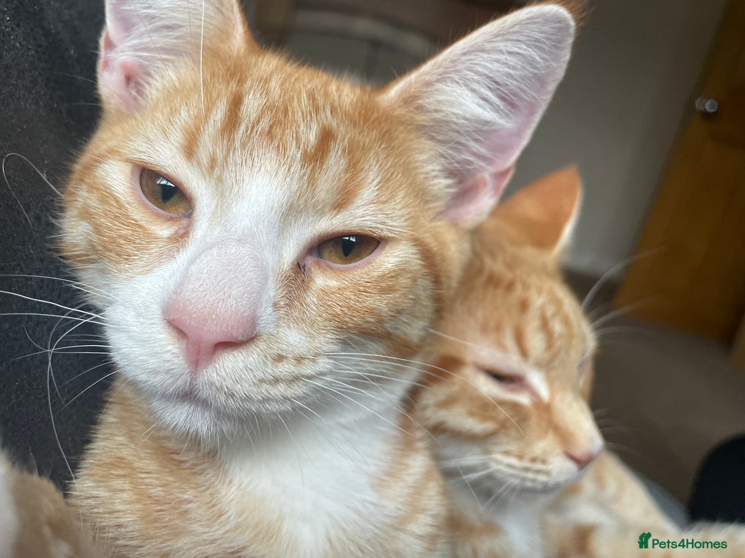 Domestic Shorthair cats for sale: 2 male kittens - Advert 3