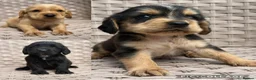 Cocker Spaniel dogs for sale: Cocker spaniel puppies - Advert 1