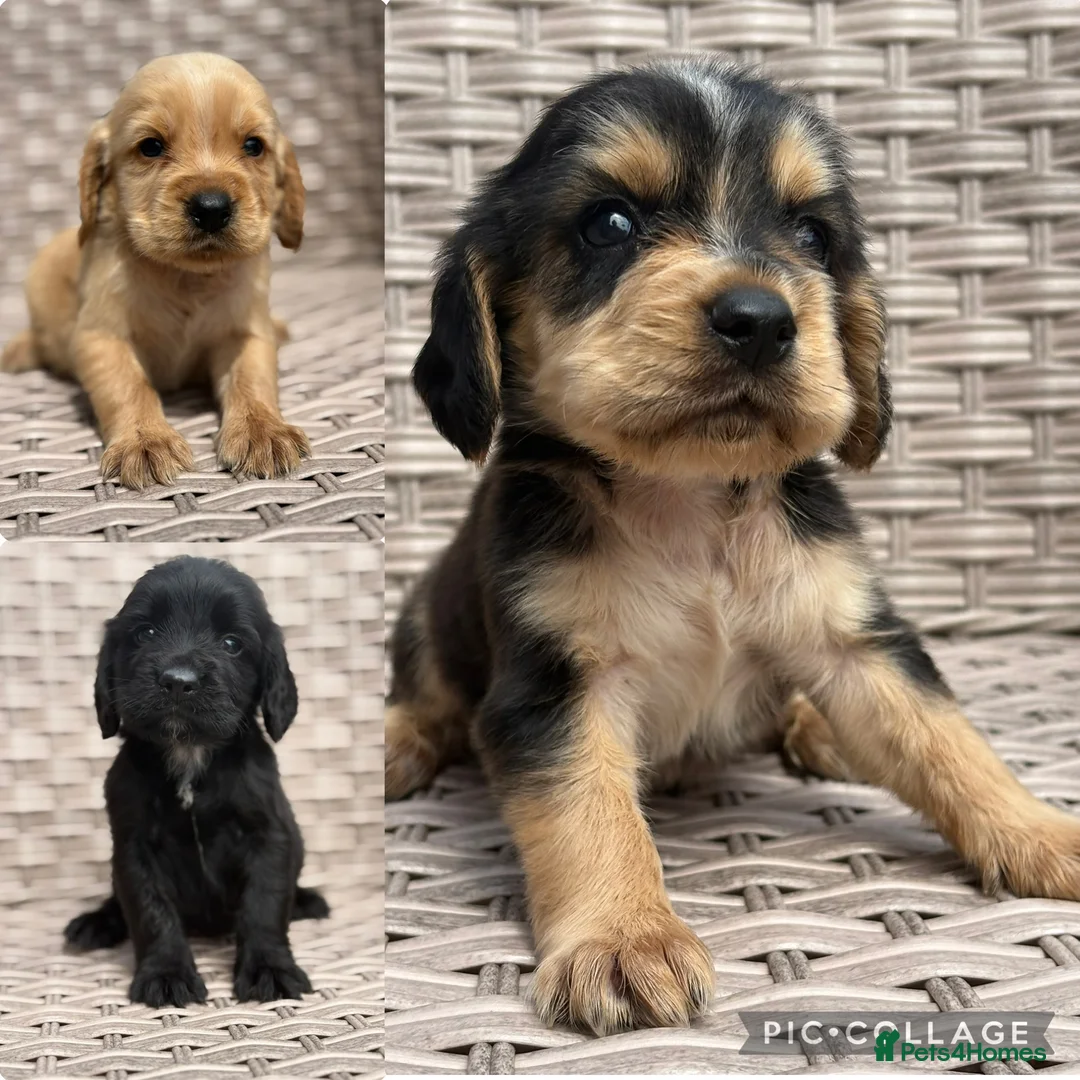 Cocker Spaniel dogs for sale: Cocker spaniel puppies - Advert 1