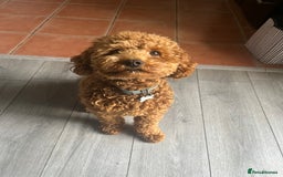 Cavapoo dogs for sale: Male Cavapoo for Rehome - Image 9