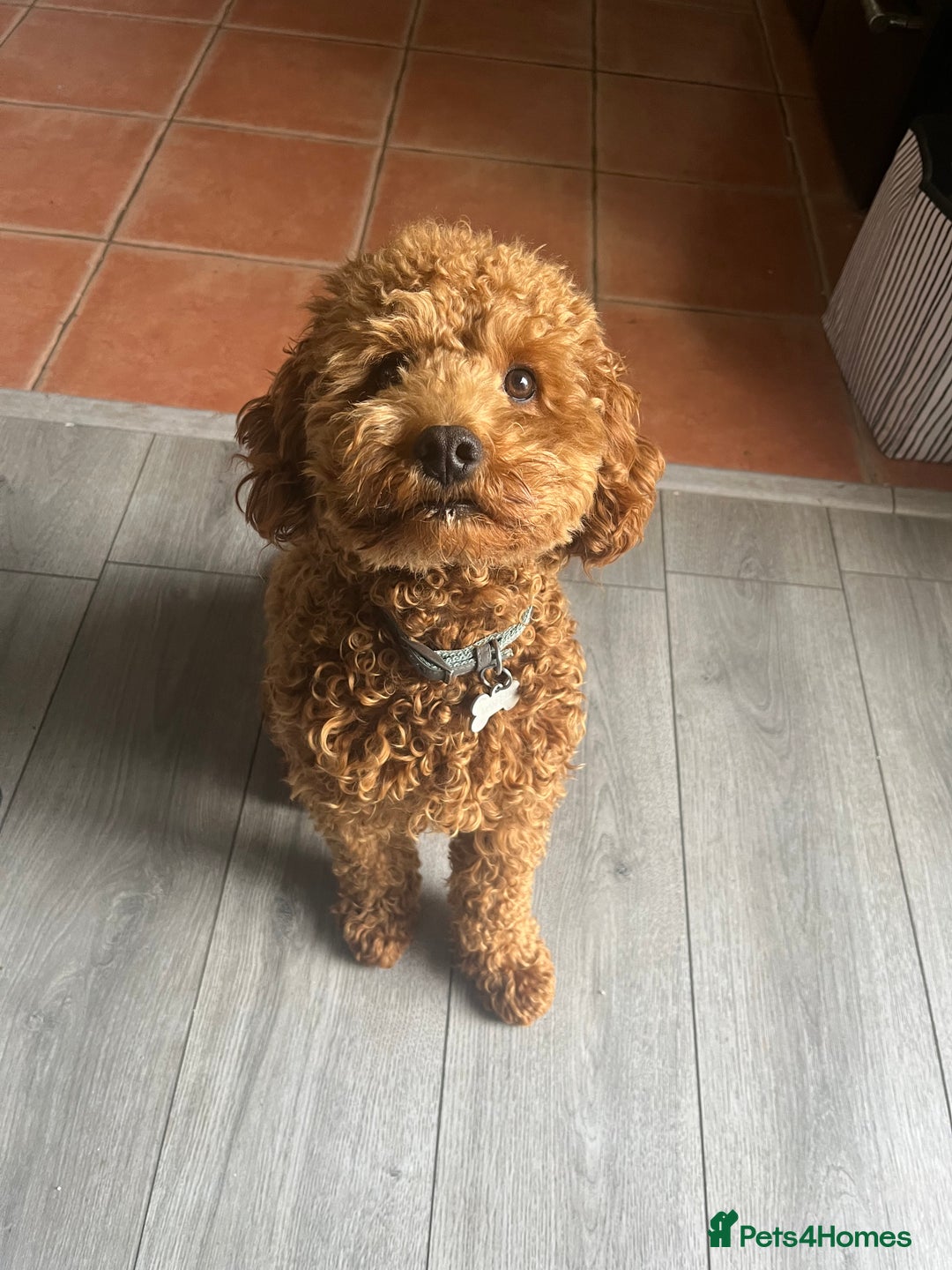 Cavapoo dogs for sale: Male Cavapoo for Rehome - Image 9
