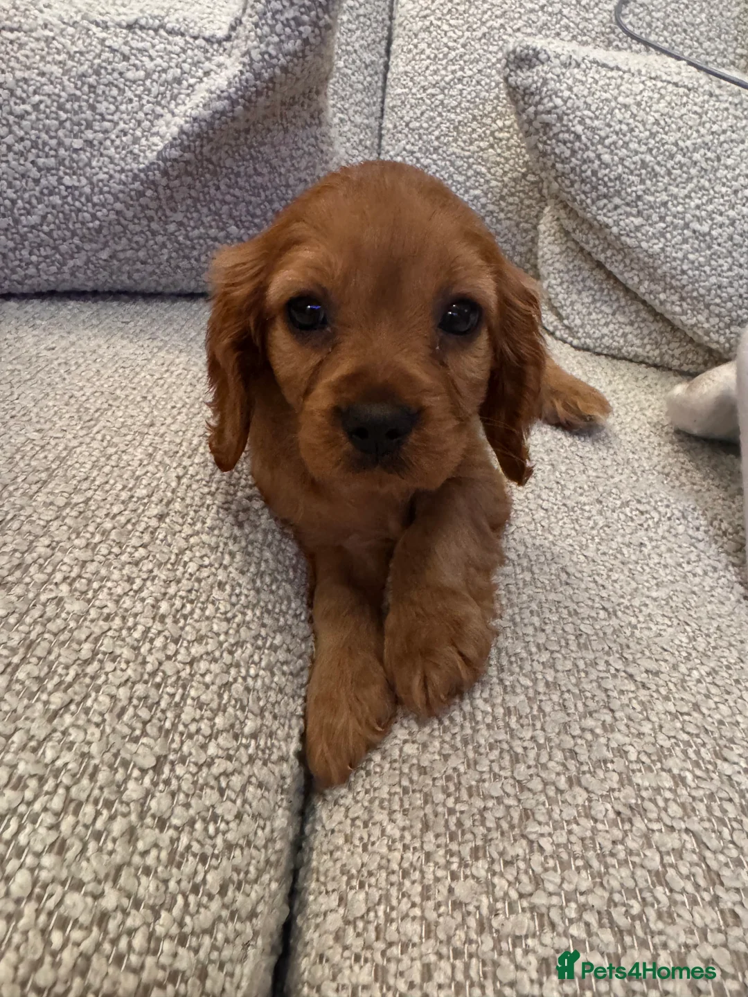Cavalier King Charles Spaniel dogs for sale: Female KC Cavallier - Advert 2