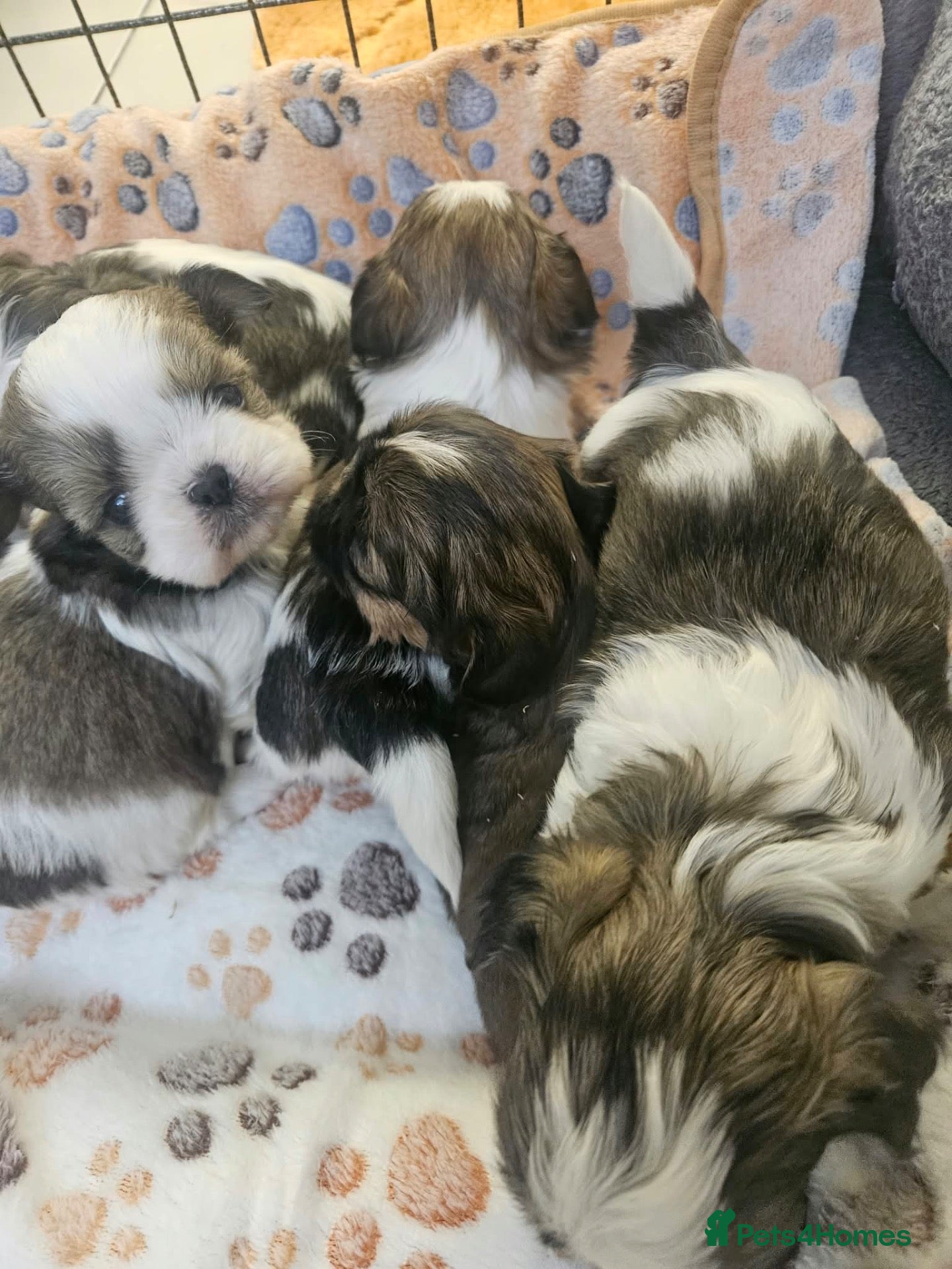 Shih Tzu dogs for sale: Shih Tzu puppys - Advert 1