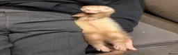Ferret rodents for sale: One year old female Jill Sushi, for rehoming.  in Romford - Advert 6